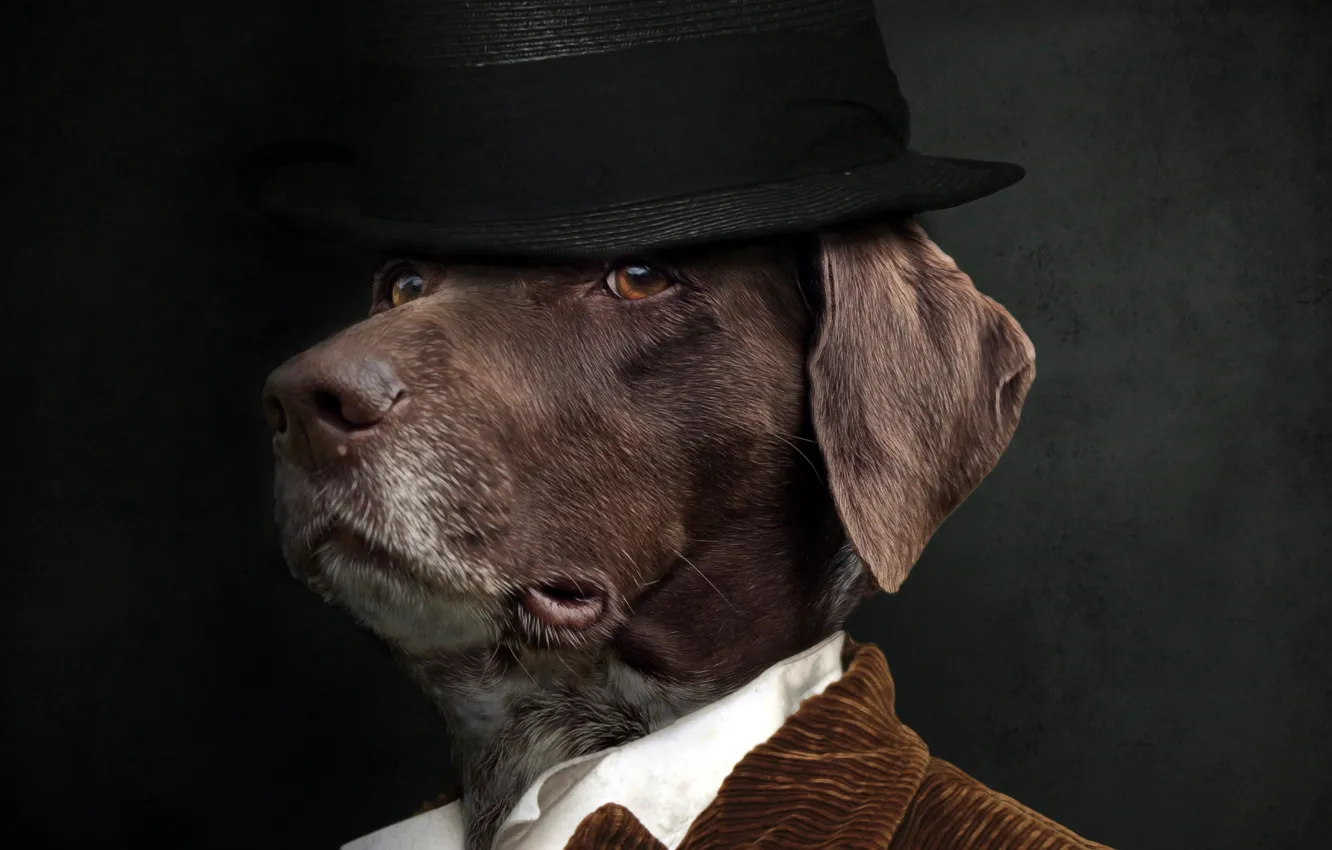 Фото обои фон, собака, шляпа