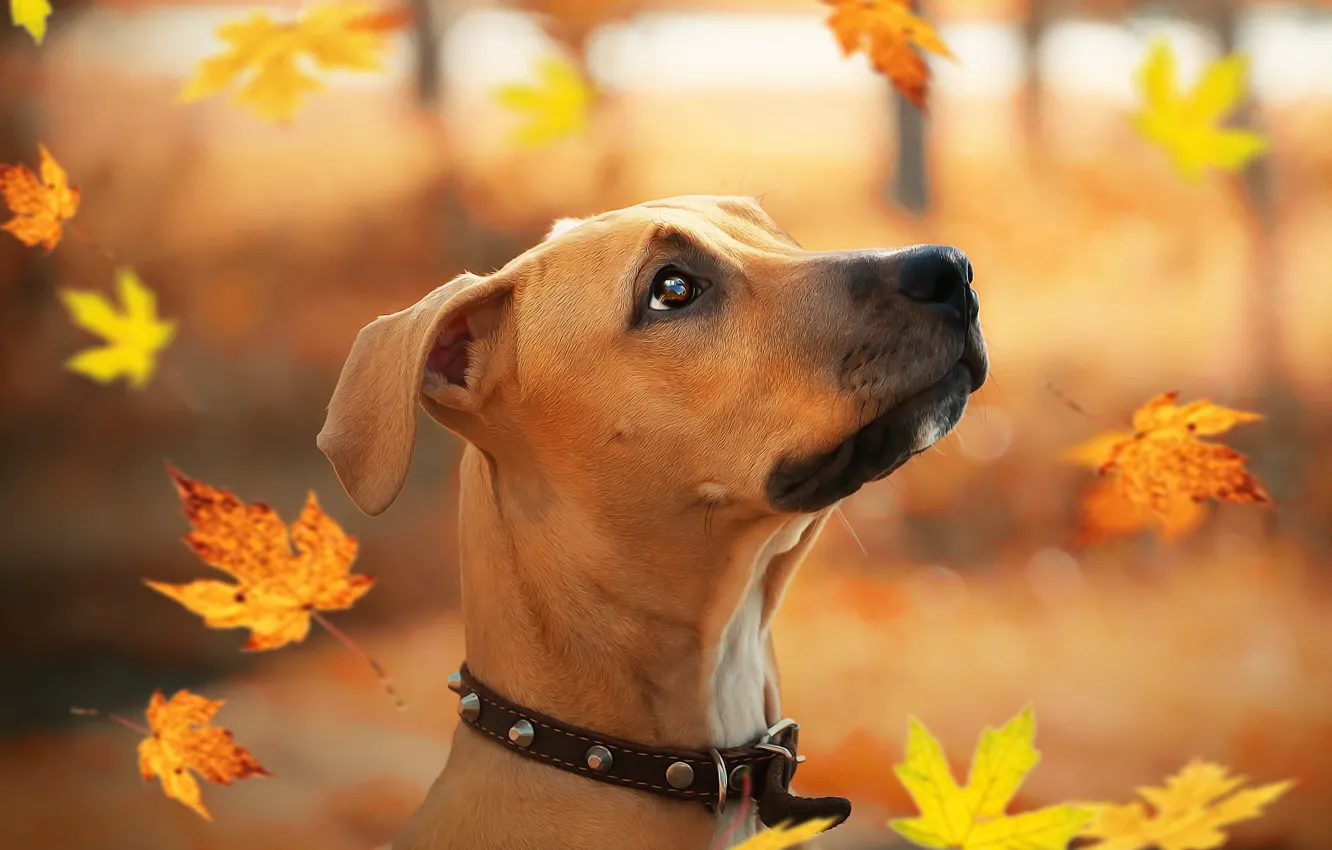Фото обои осень, листья, друг, щенок, стаффордширский терьер