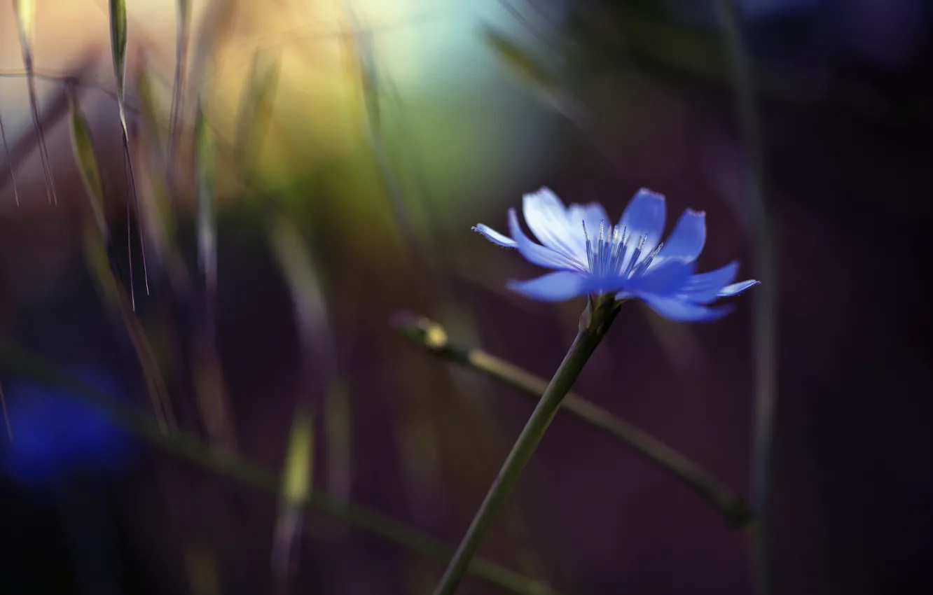 Фото обои цветок, блики, фон, голубой, травинки, василек