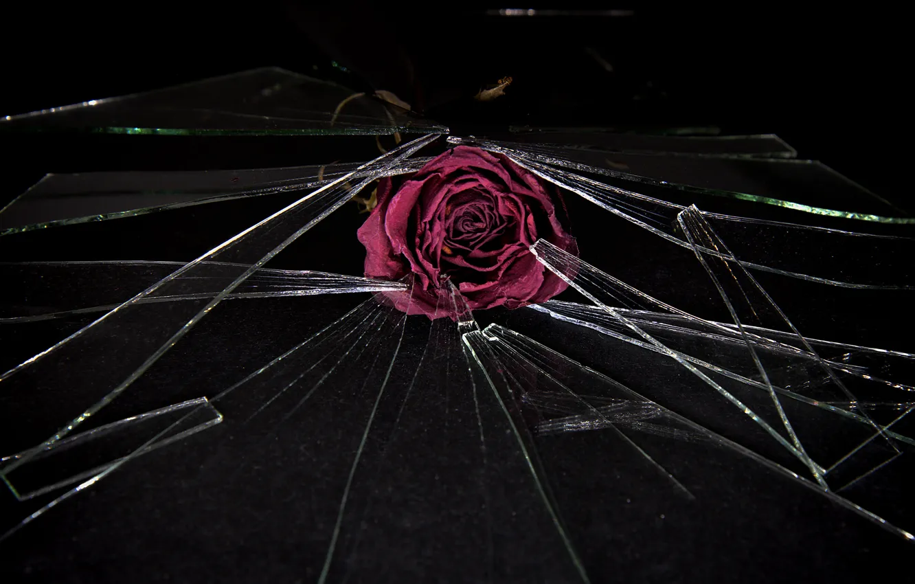 Фото обои цветок, стекло, осколки, роза
