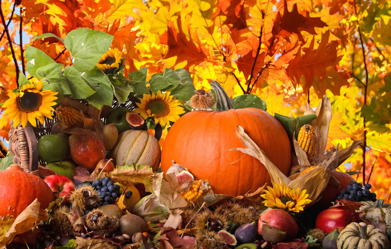 Фото обои осень, подсолнухи, природа, яблоки, кукуруза, киви, виноград, тыква