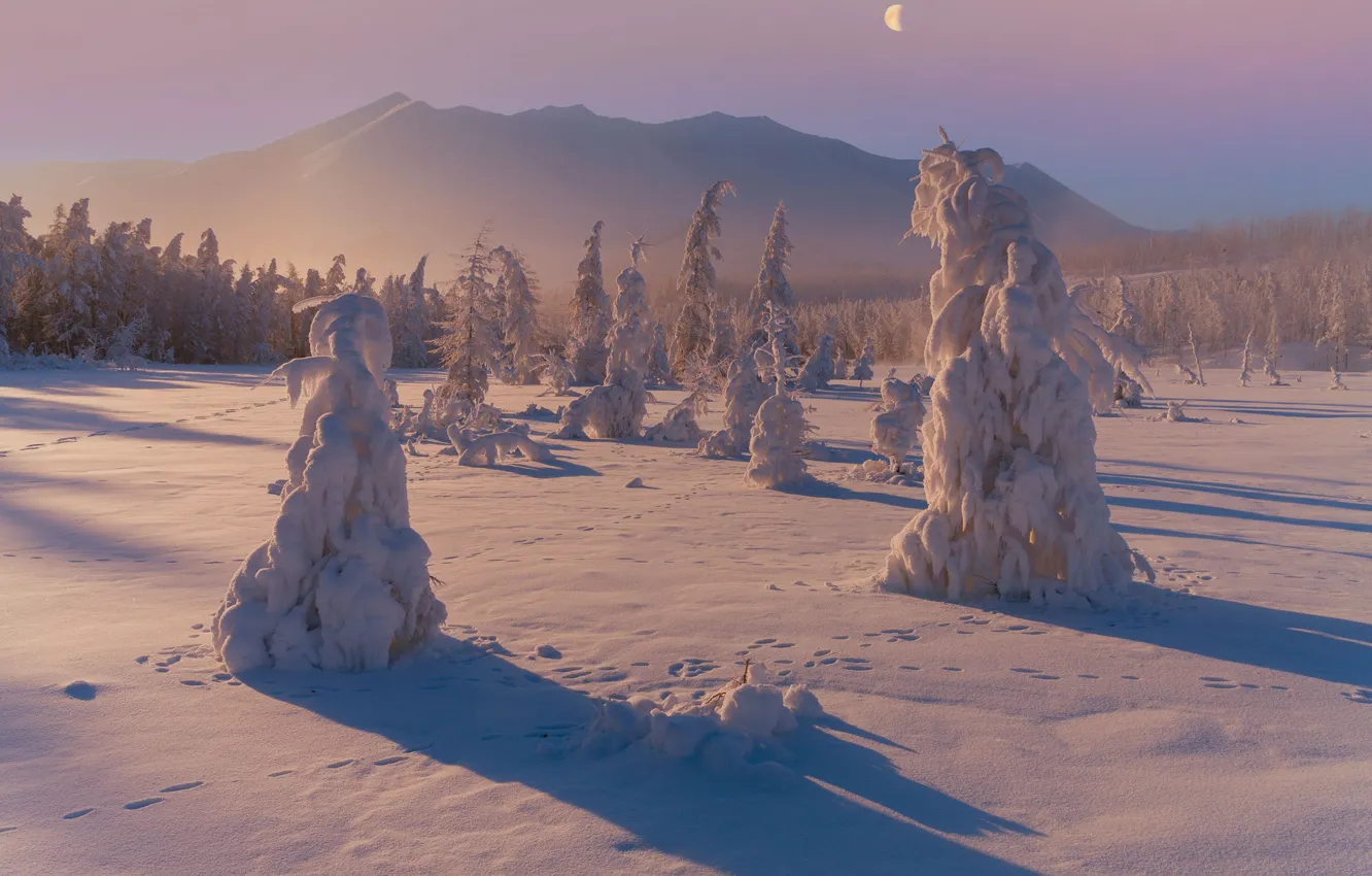 Фото обои снег, деревья, пейзаж, горы, природа, утро, ели, тени