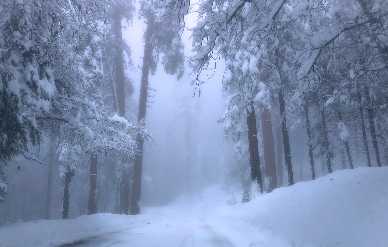 Фото обои зима, дорога, лес, снег, деревья, туман, Калифорния, сугробы