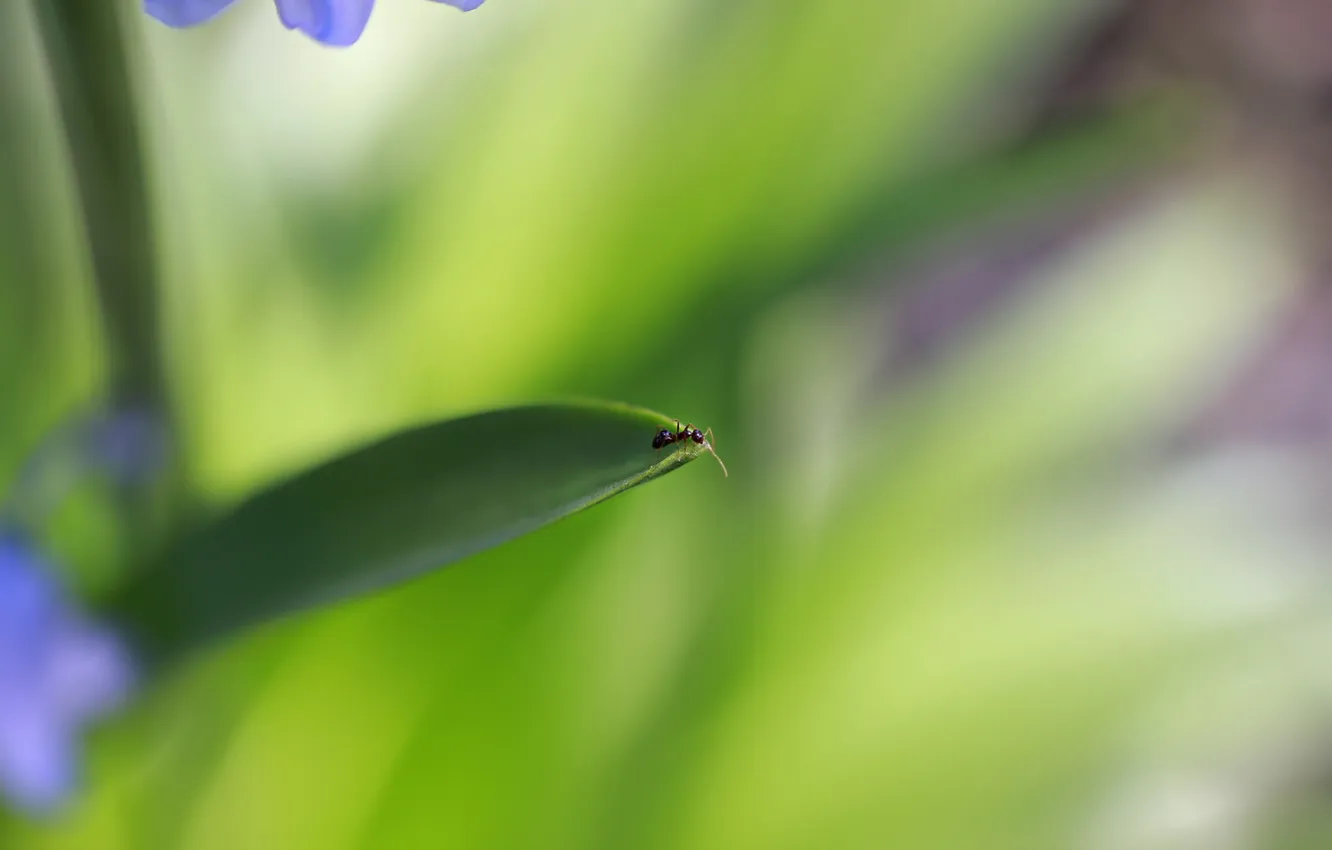 Фото обои природа, лист, муравей