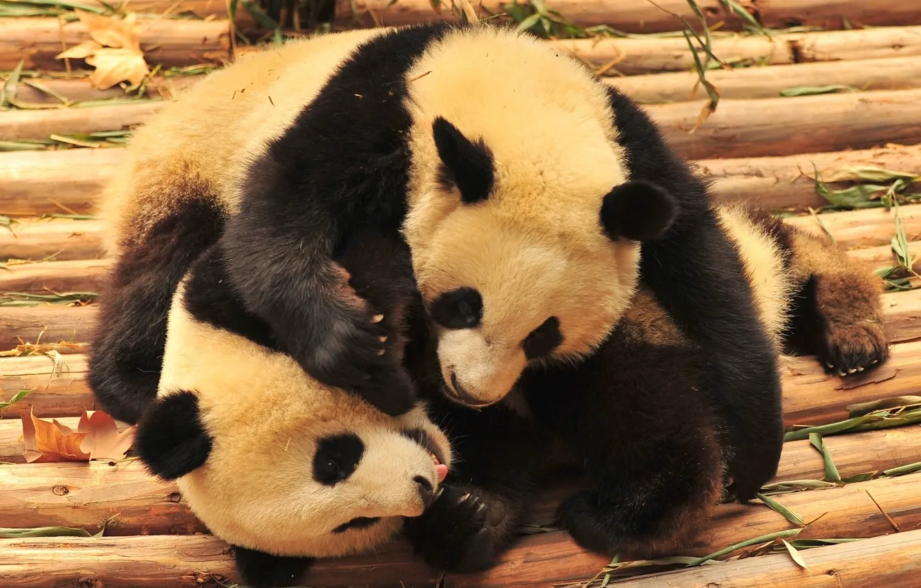 Фото обои животные, медведи, панды, бамбуковые