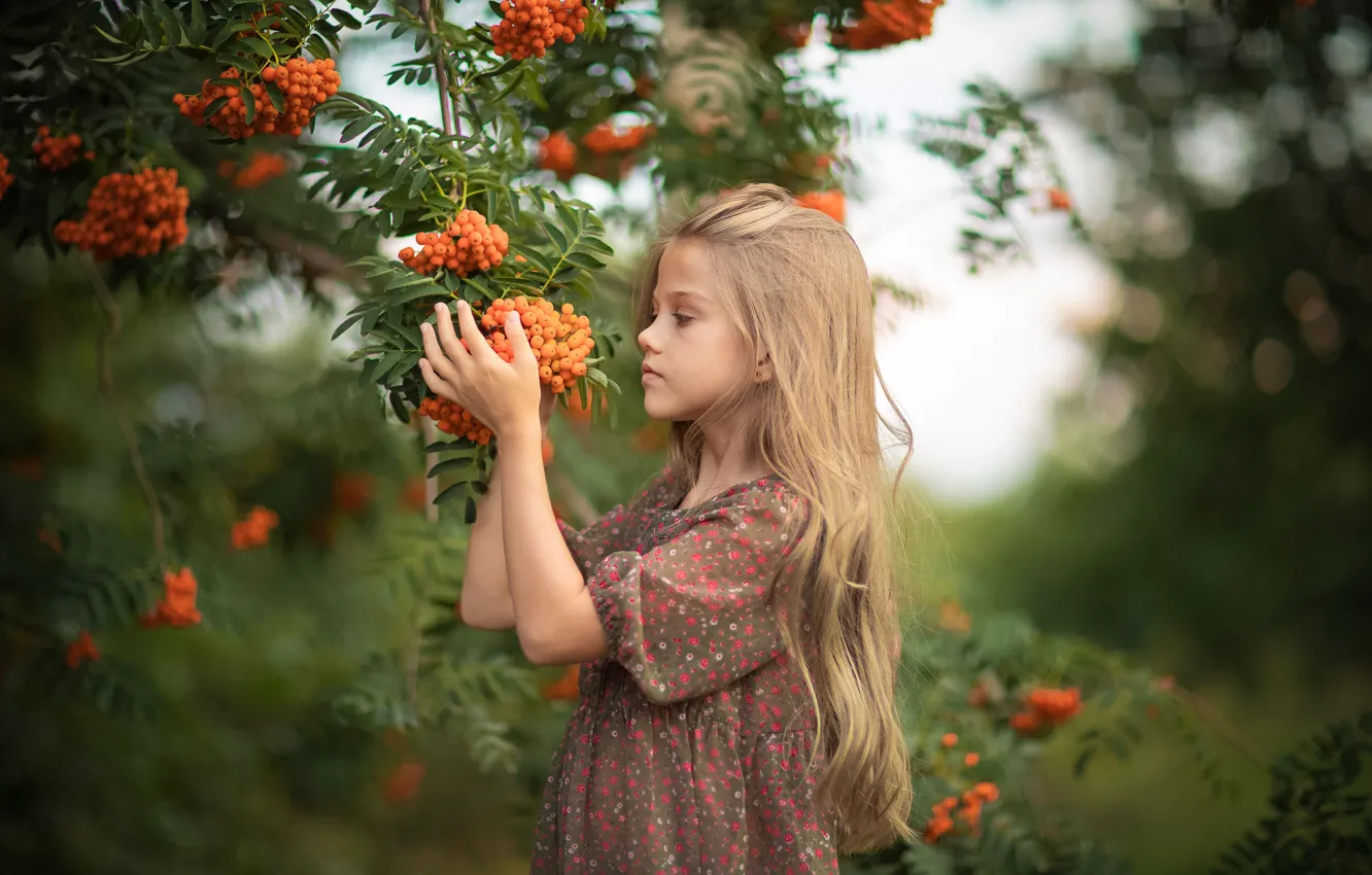 Фото обои ветки, природа, ягоды, девочка, ребёнок, рябина, гроздья, Юрий Коротун