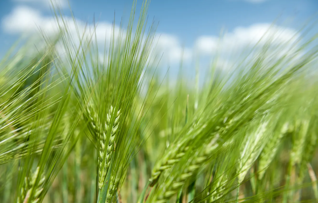 Фото обои пшеница, поле, рожь, колоски, колосья, злаки