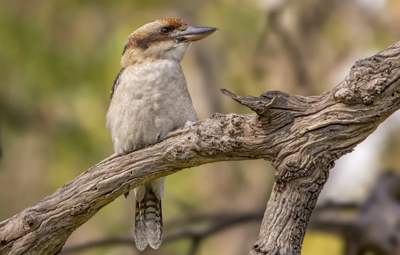 Фото обои птица, Woodlands Historic Park, Laughing Kookaburra