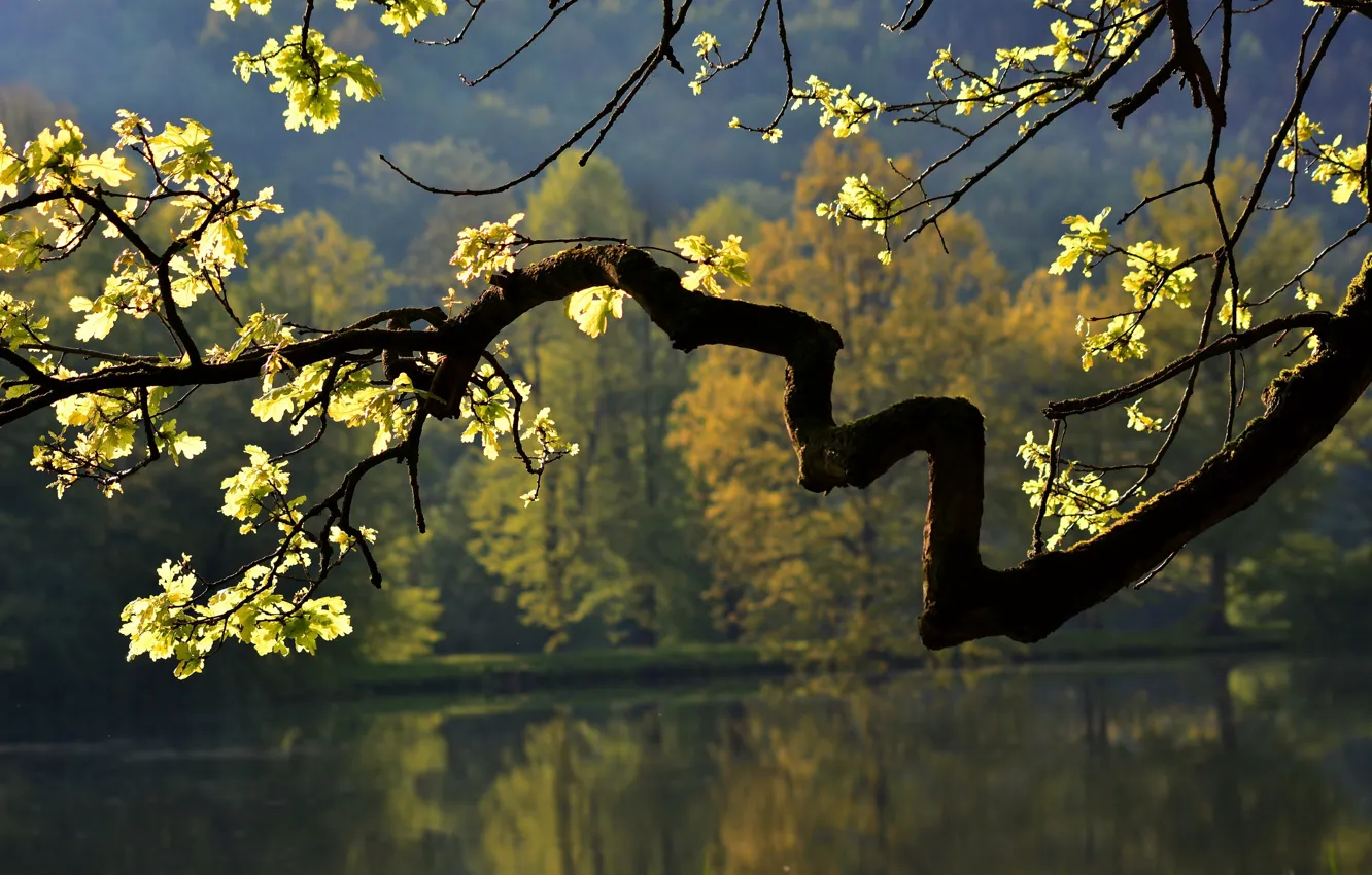 Фото обои осень, листья, природа, озеро, дерево, ветка, дуб