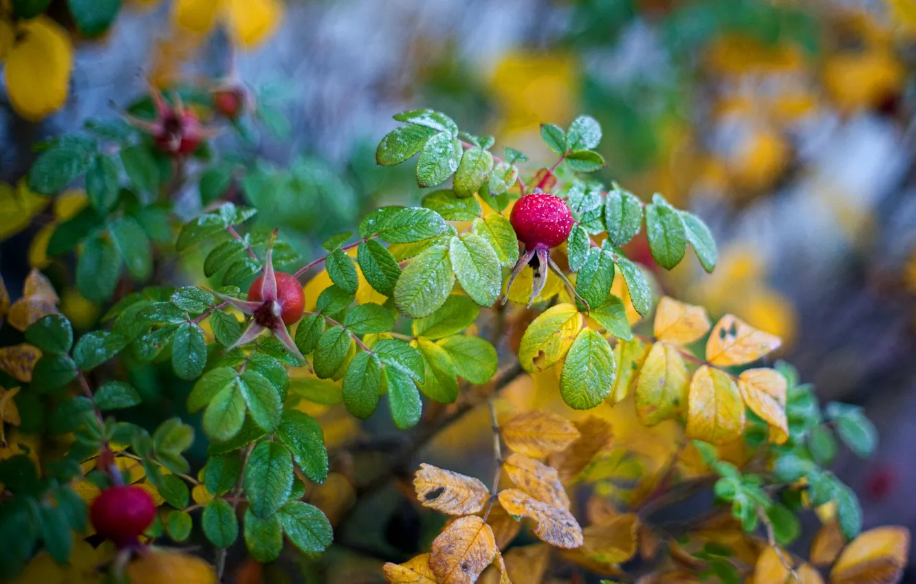 Фото обои осень, листья, капли, ветки, природа, ягоды, куст, размытие