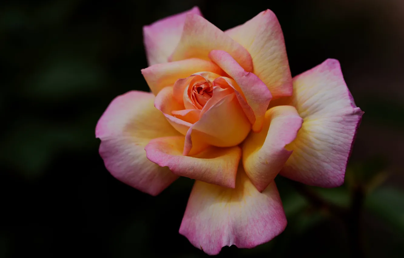 Фото обои цветы, оранжевый, темный фон, розы