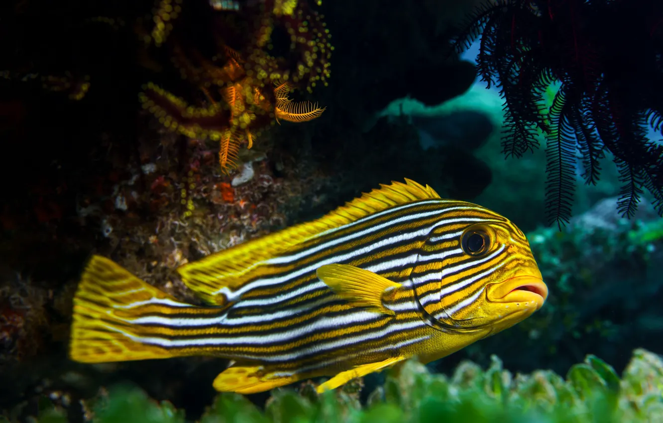 Фото обои рыбка, рыба, подводный мир, желтая, экзотическая, цихлида