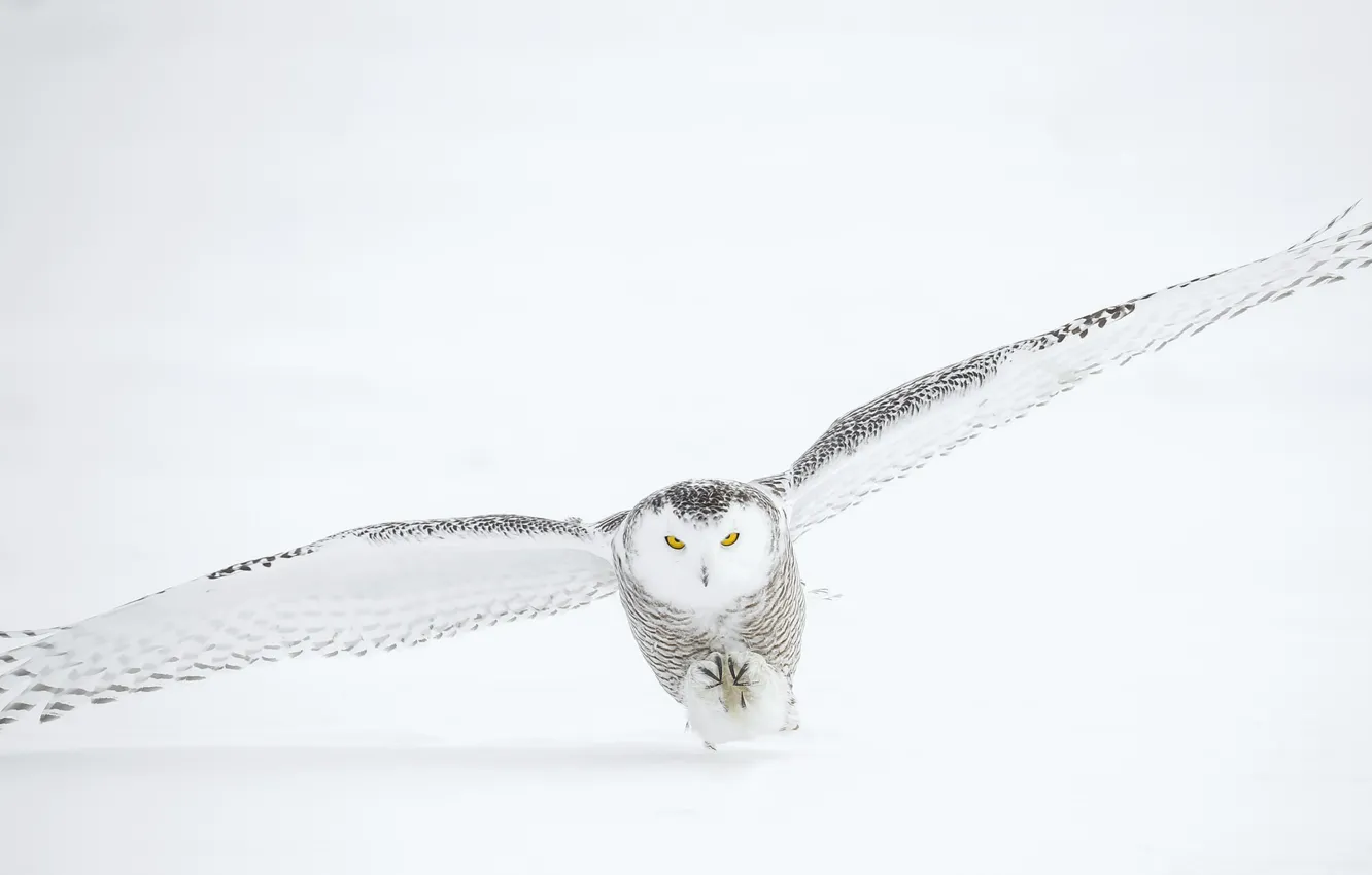 Фото обои зима, снег, сова, взлетает