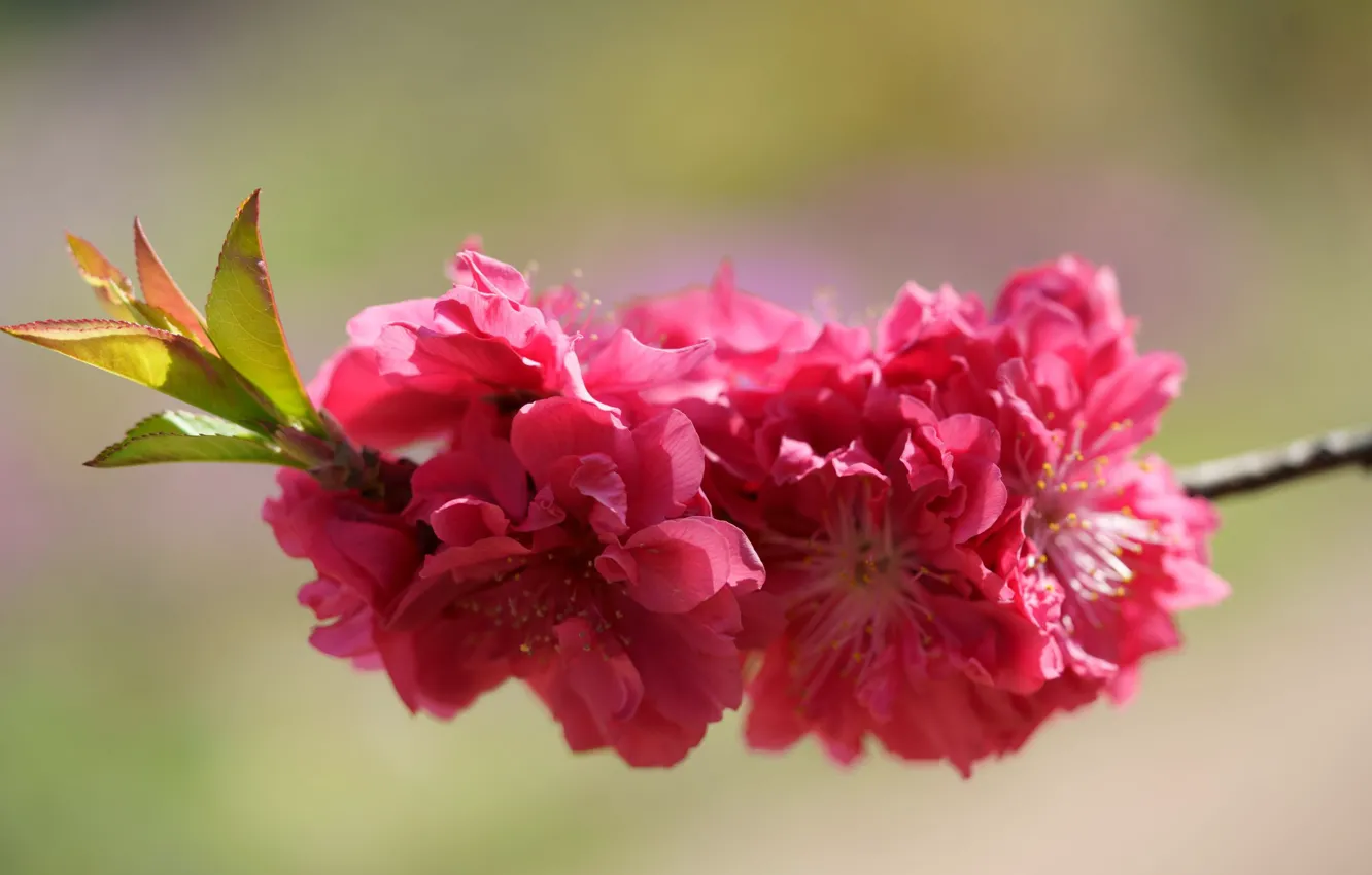 Фото обои цветы, фон, яркие, ветка, весна, сакура, красные, розовые