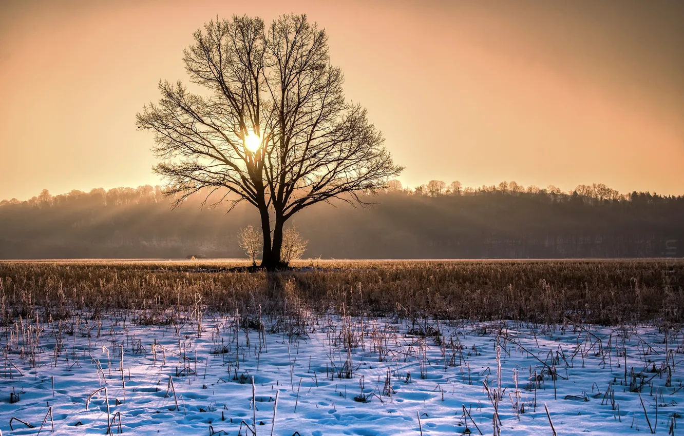Фото обои зима, свет, дерево, утро