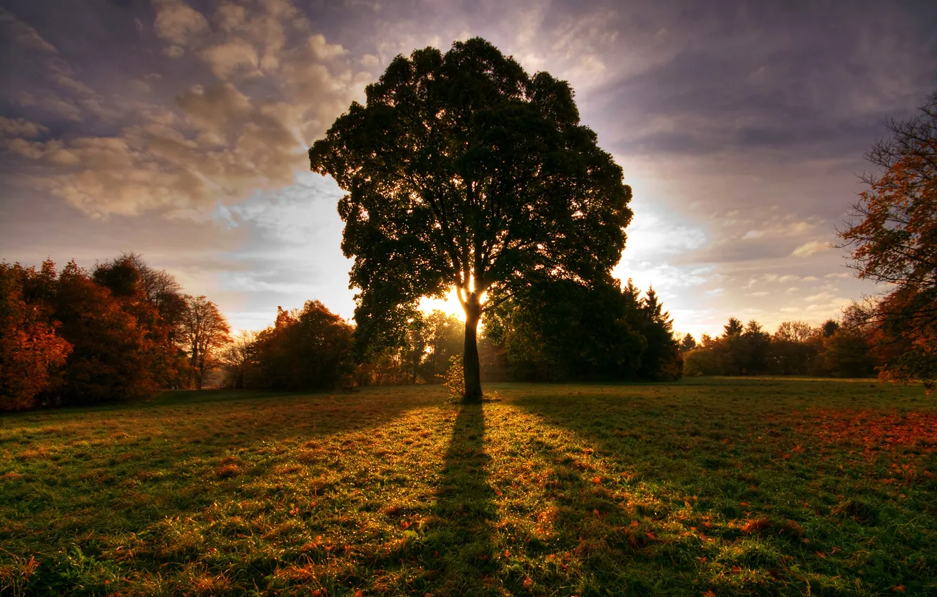 Фото обои поле, осень, солнце, дерево, тень