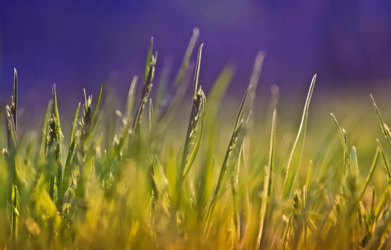 Фото обои лето, трава, макро