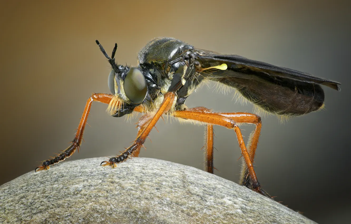 Фото обои eyes, flight, pose, insect