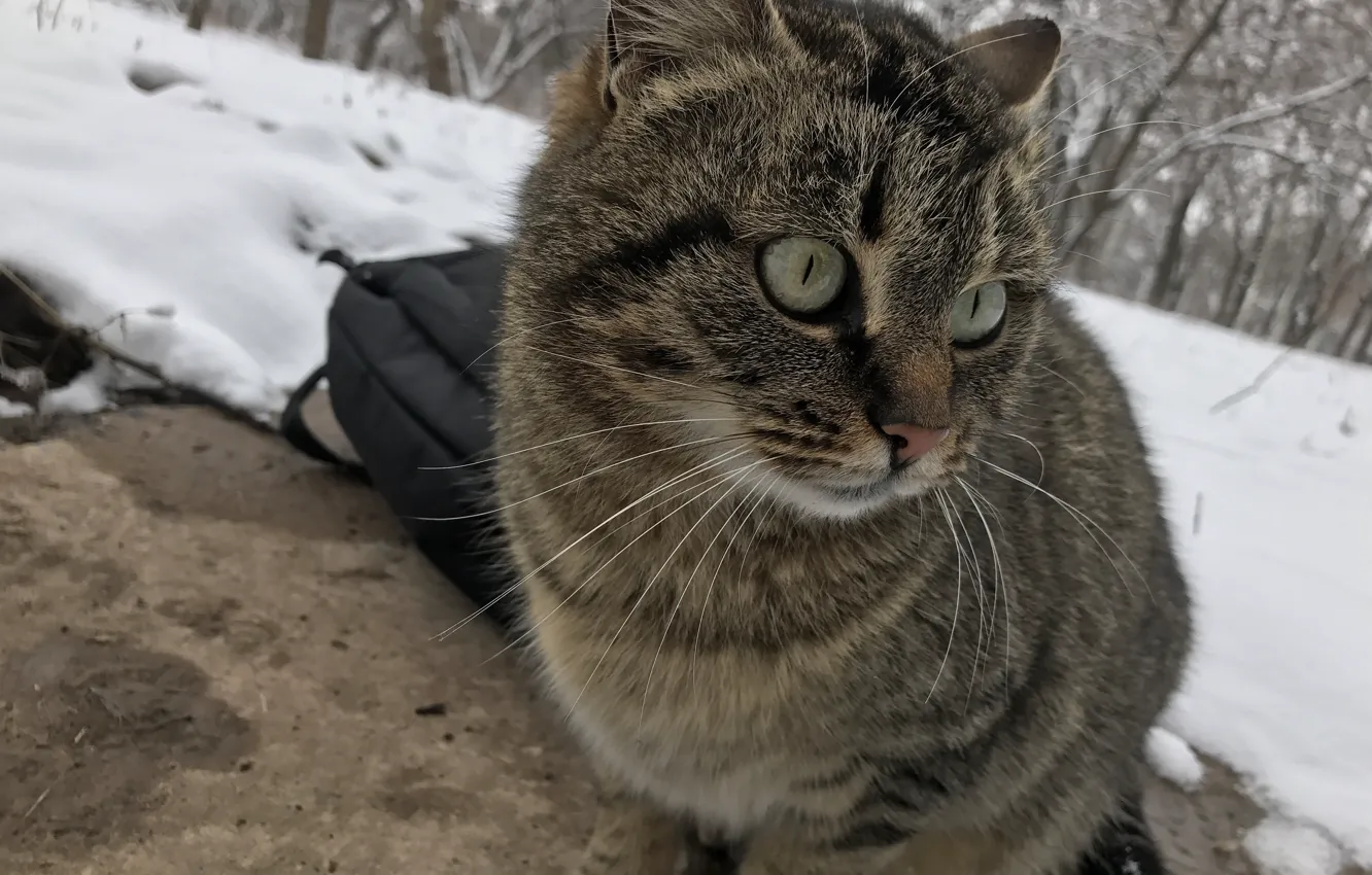 Фото обои зима, кошка, снег, плита