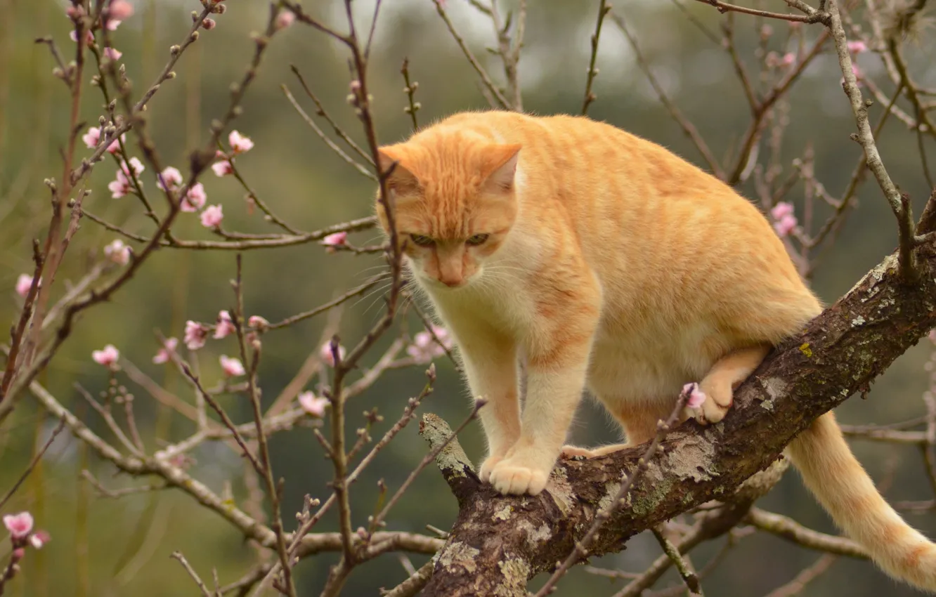 Фото обои кошка, кот, ветки, дерево, весна, рыжая, на дереве
