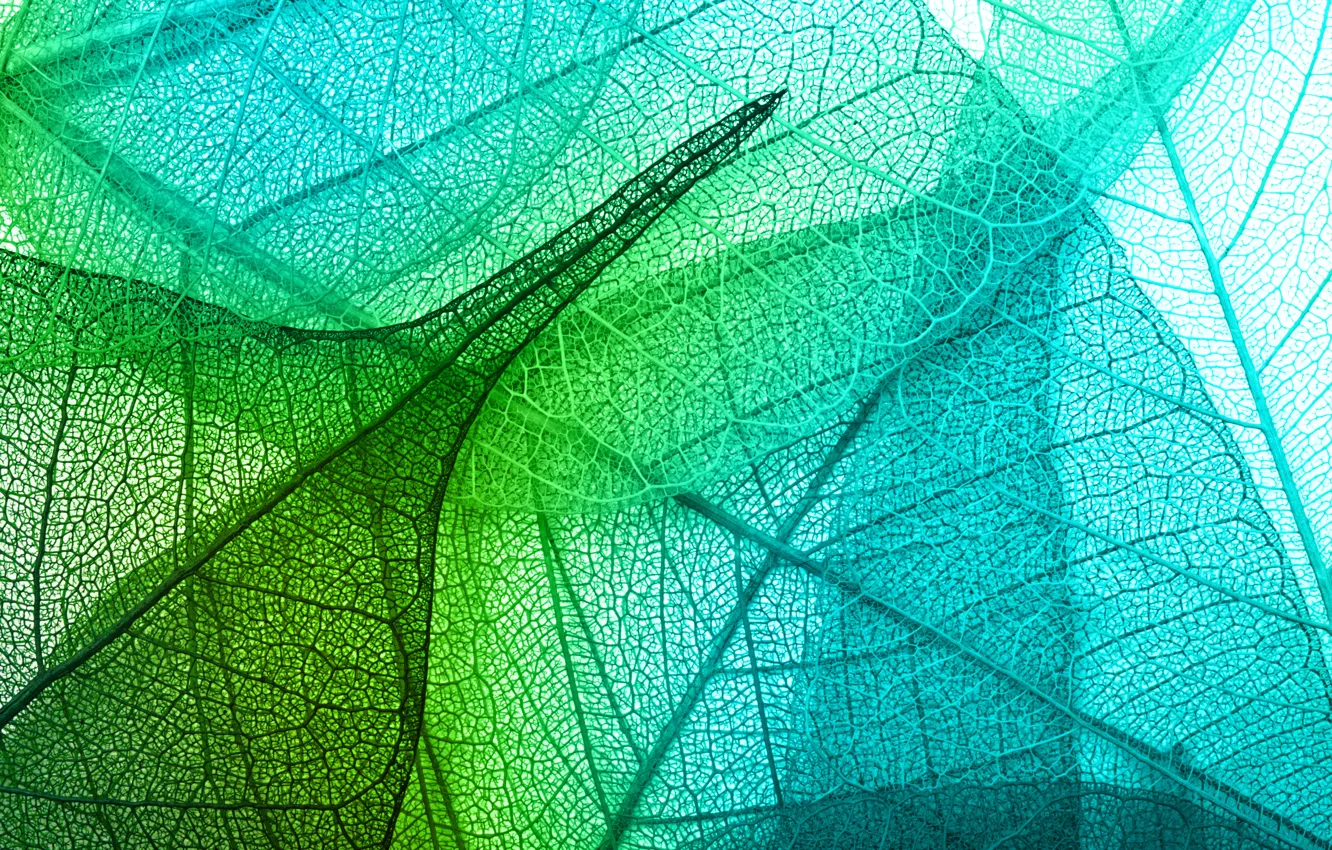 Фото обои листья, green, leaves, macro, transparent
