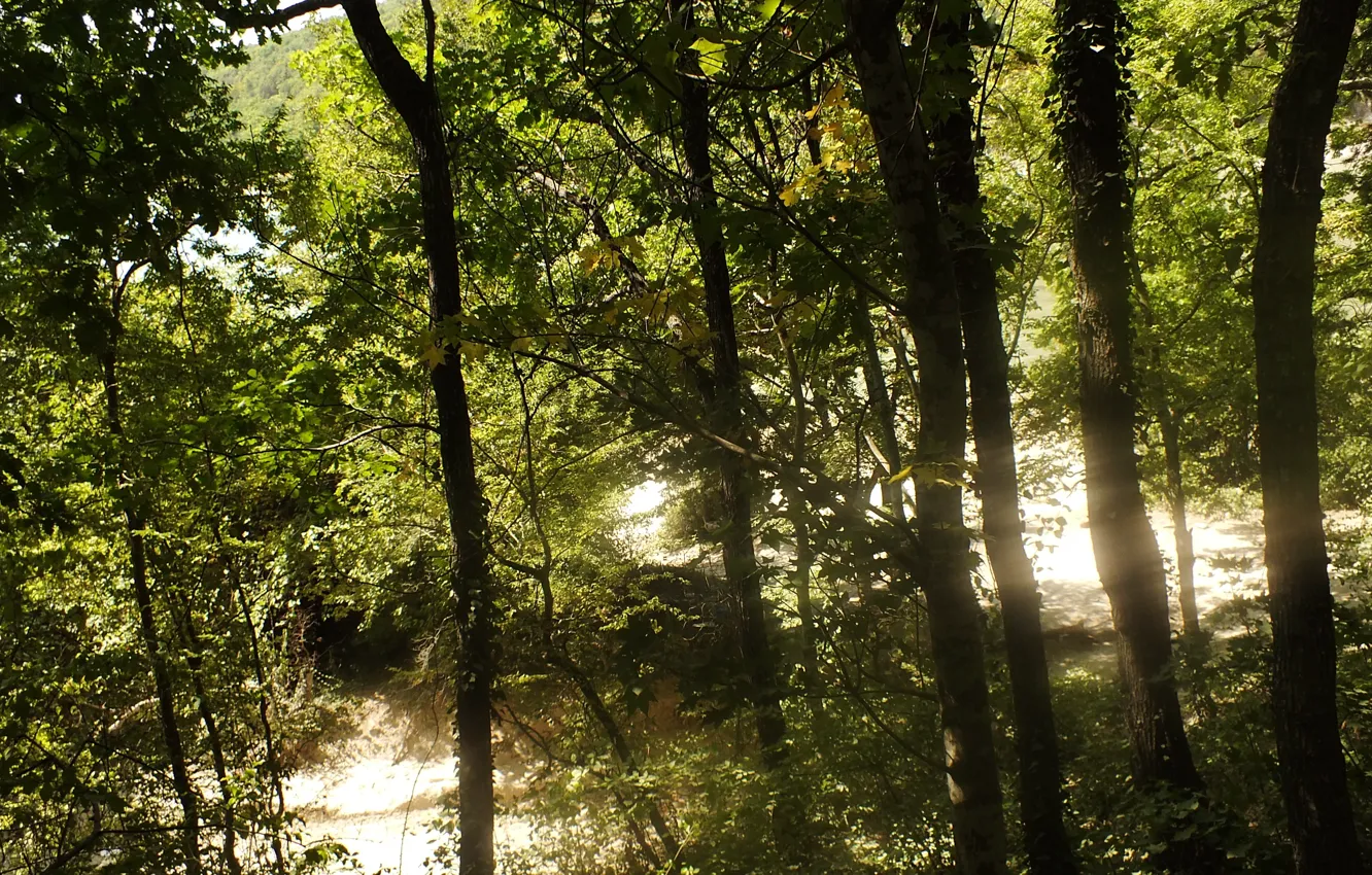 Фото обои лес, солнце, природа, сукко