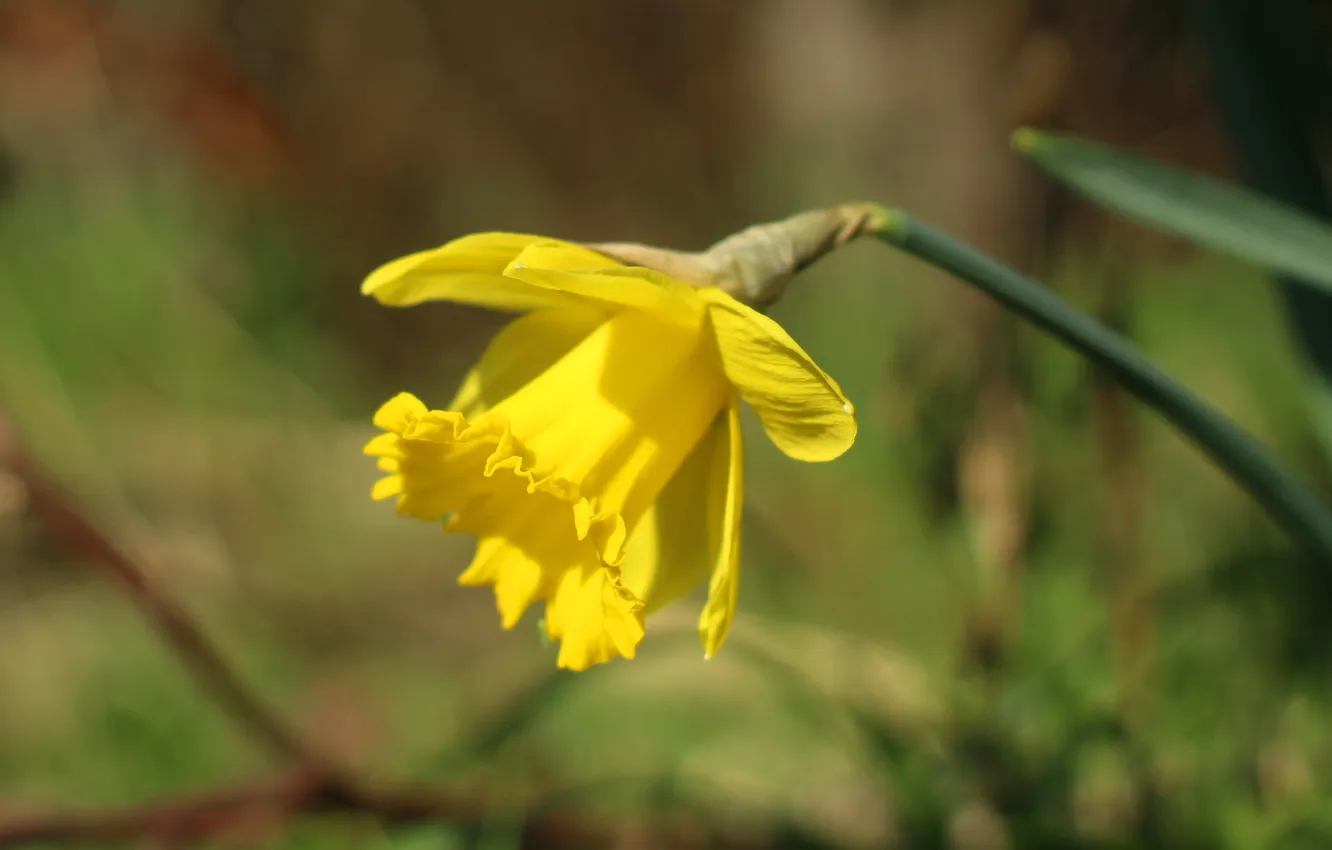 Фото обои flower, spring, narcissus