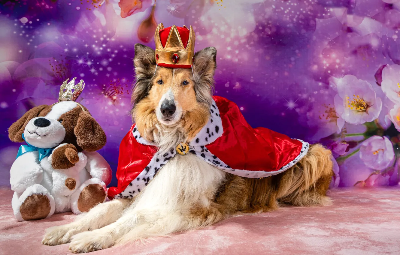Фото обои собаки, взгляд, морда, поза, собака, корона, царь, фотосессия