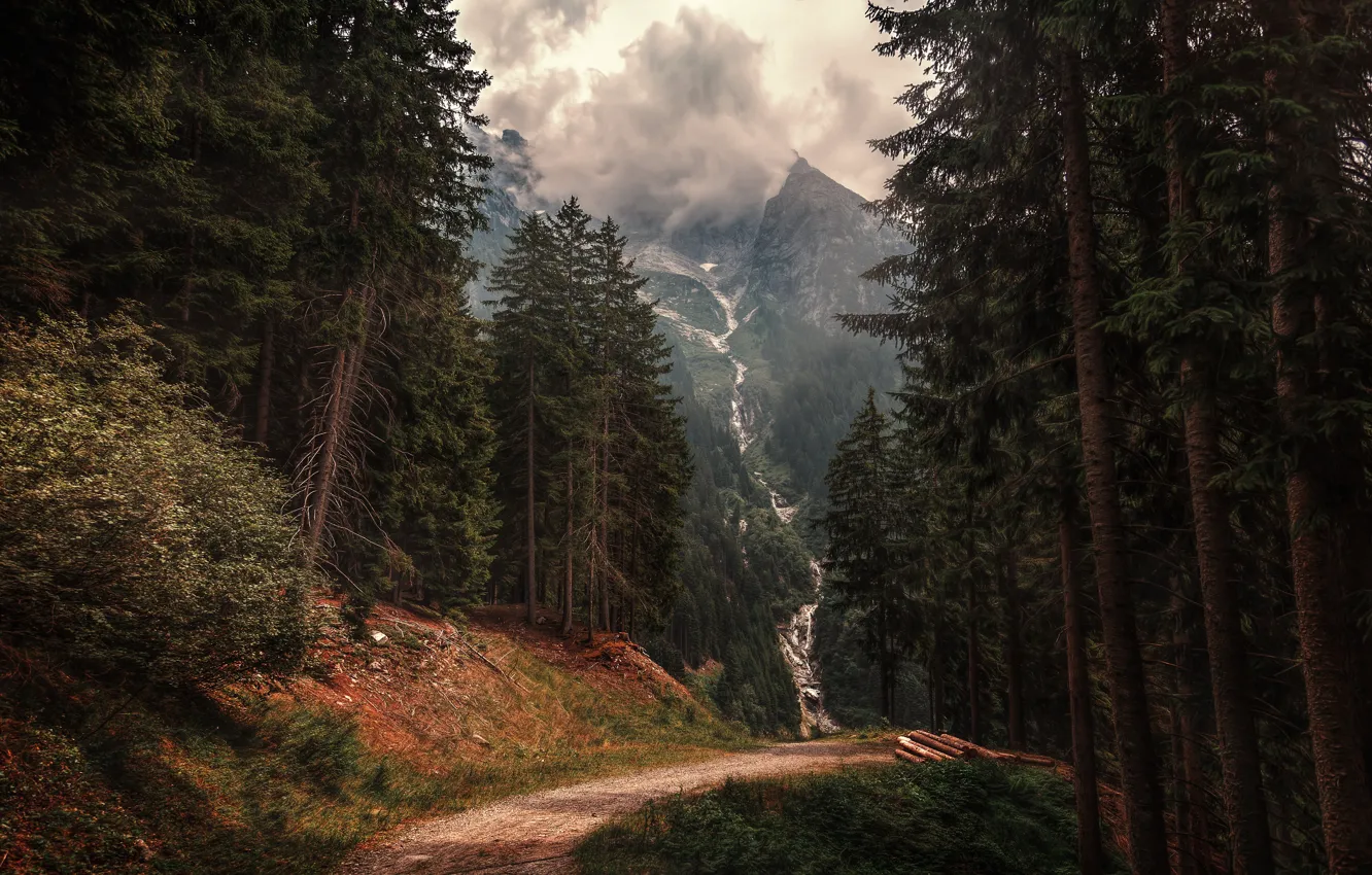 Фото обои лес, деревья, горы, тропа, ели, Альпы, Италия, Italy