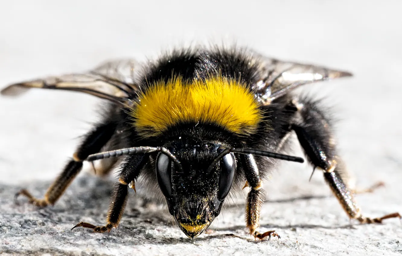 Фото обои белый, пчела, крылья, насекомое, ФОН, ОКРАСКА, УСИКИ