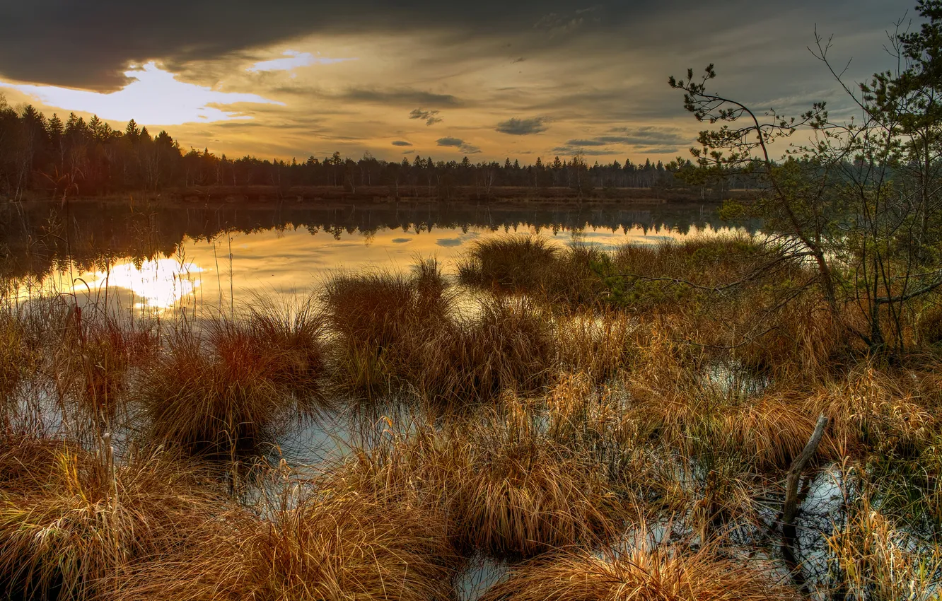 Фото обои осень, трава, закат, болото, сухая