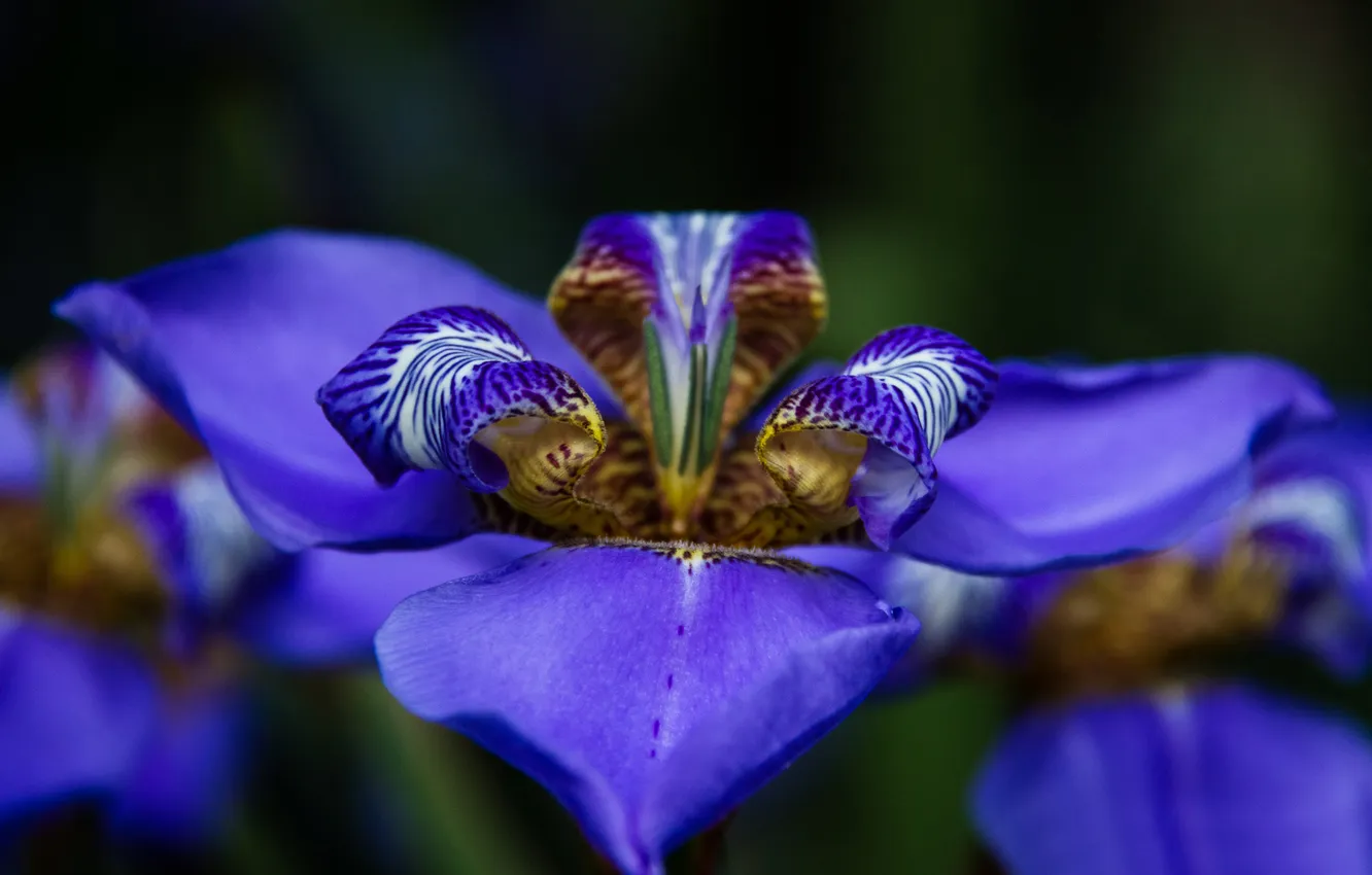 Фото обои цветок, синий, фон, ирис