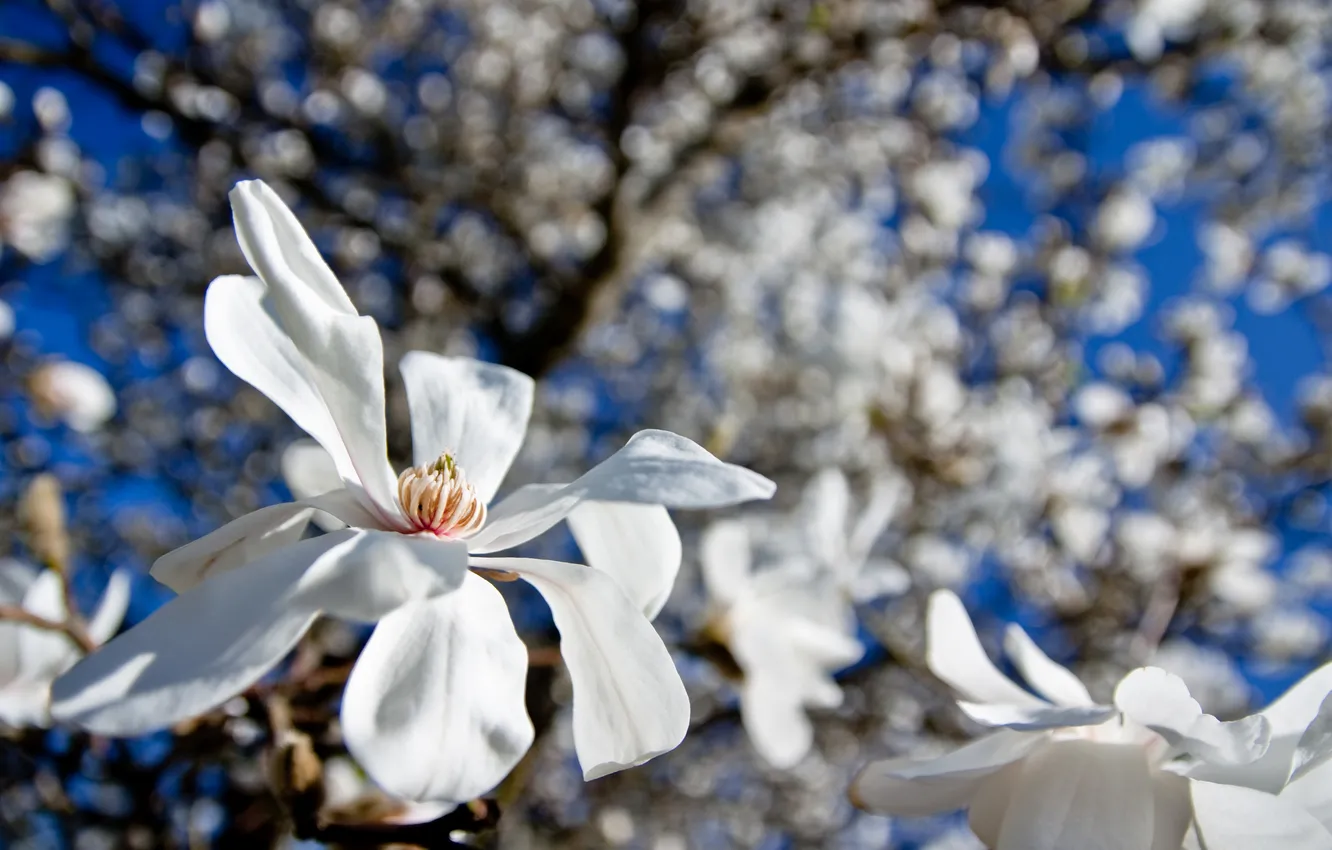 Фото обои цветы, белые, магнолия, тюльпановое дерево