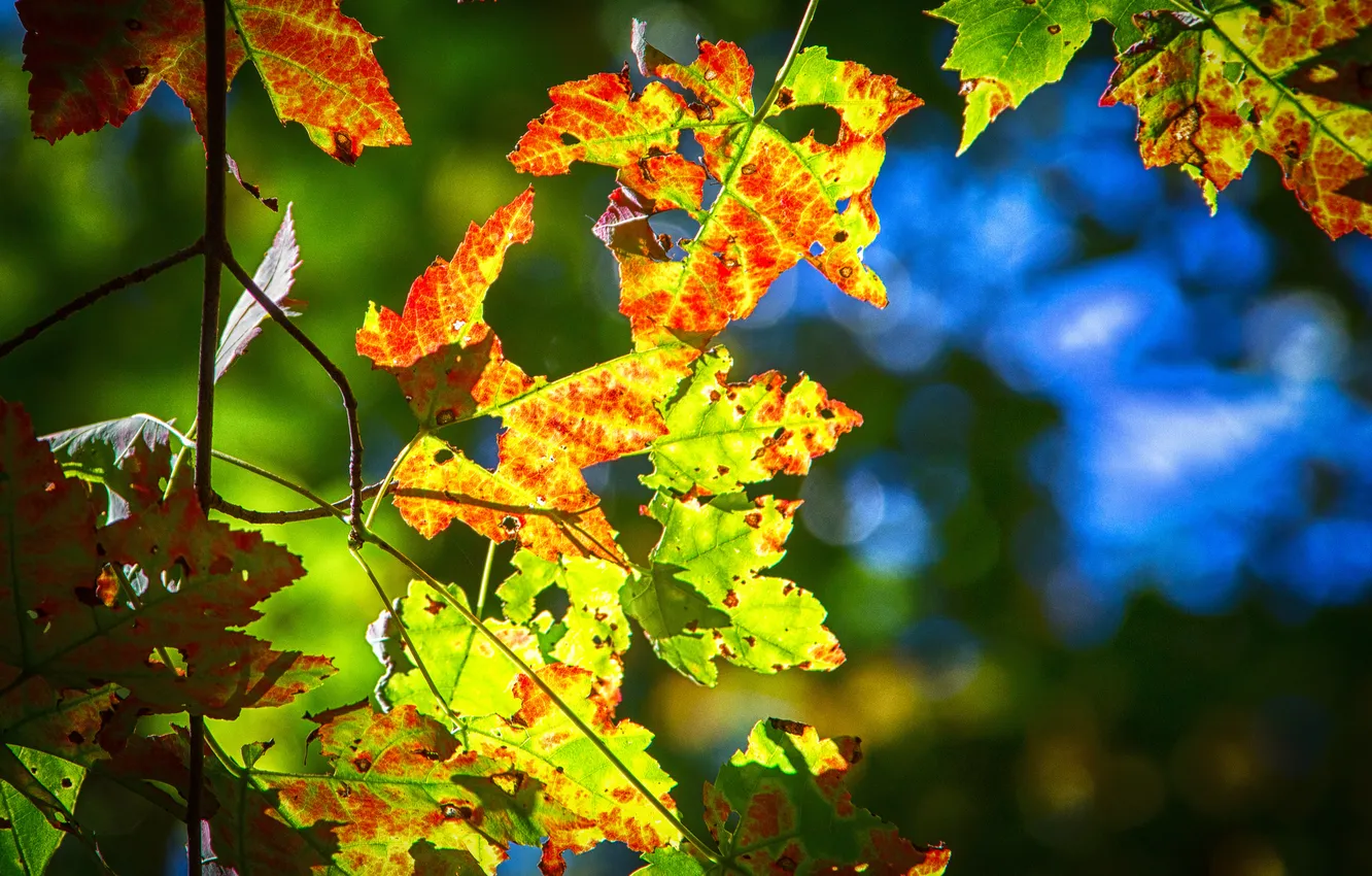 Фото обои осень, листья, макро, свет, ветка
