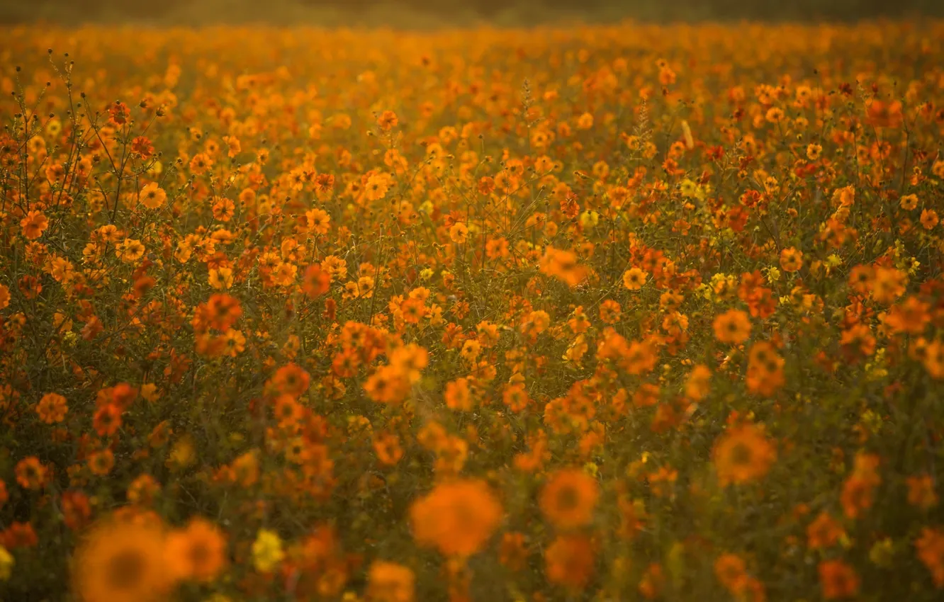 Фото обои поле, лето, цветы, вечер, оранжевые