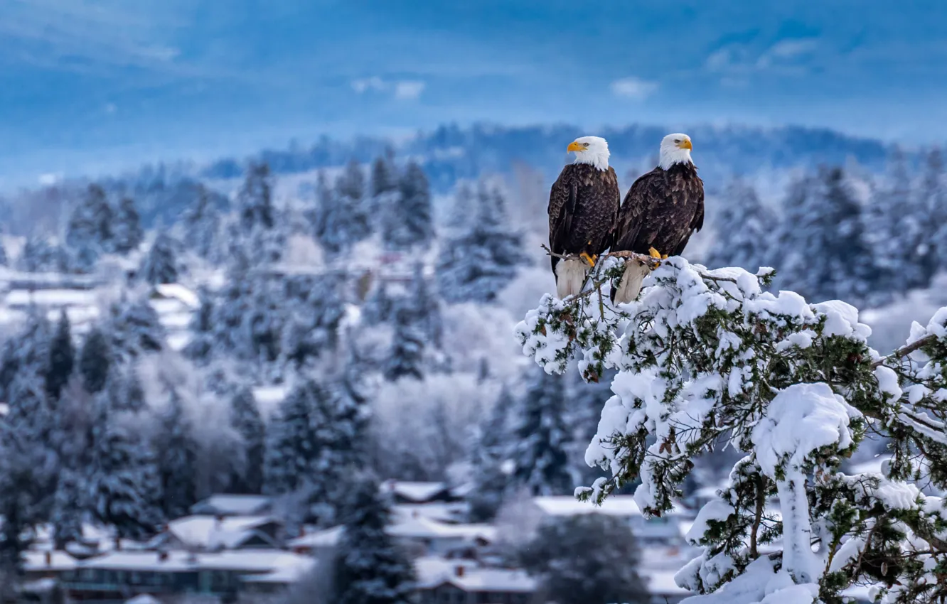 Фото обои снег, птицы, ветка, парочка, Белоголовый орлан