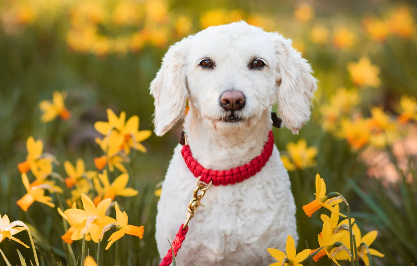 Фото обои взгляд, морда, цветы, ошейник, нарциссы, Испанская водяная собака
