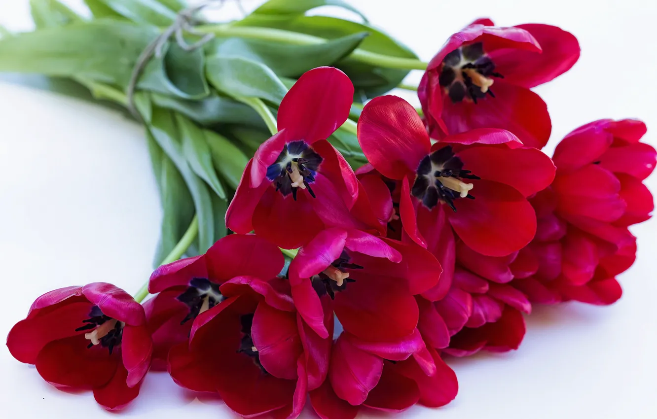Фото обои букет, лепестки, тюльпаны, красные тюльпаны