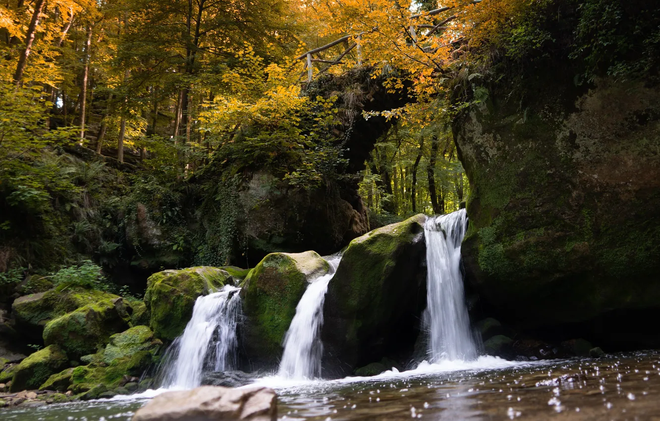 Фото обои осень, лес, деревья, камни, скалы, ветви, берег, листва