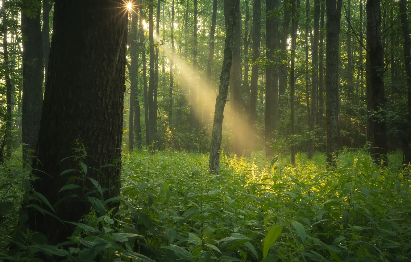 Фото обои зелень, лес, солнце, лучи, свет, деревья, туман, утро