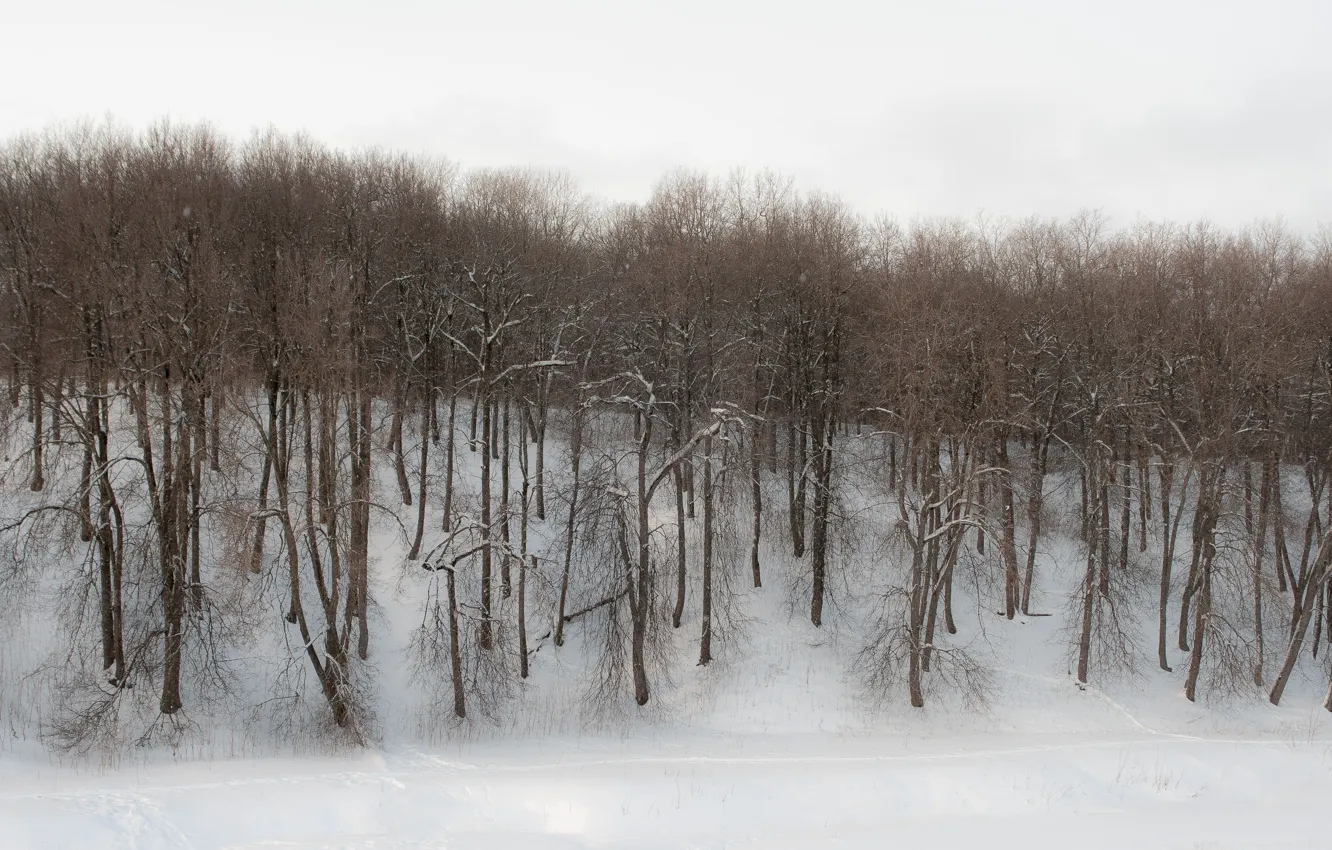 Фото обои зима, лес, деревья, пасмурно
