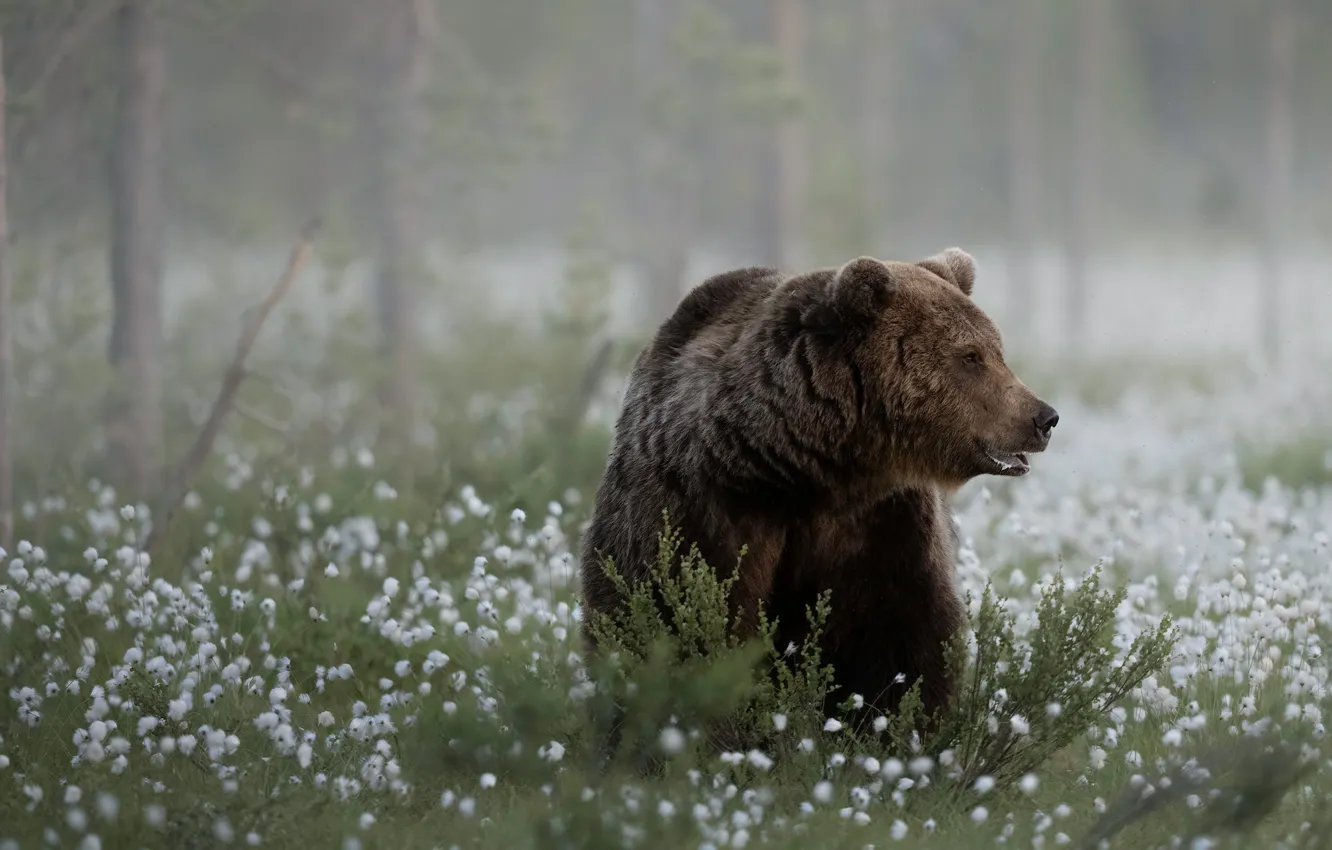 Фото обои поляна, медведь, зверь, Топтыгин, пушица