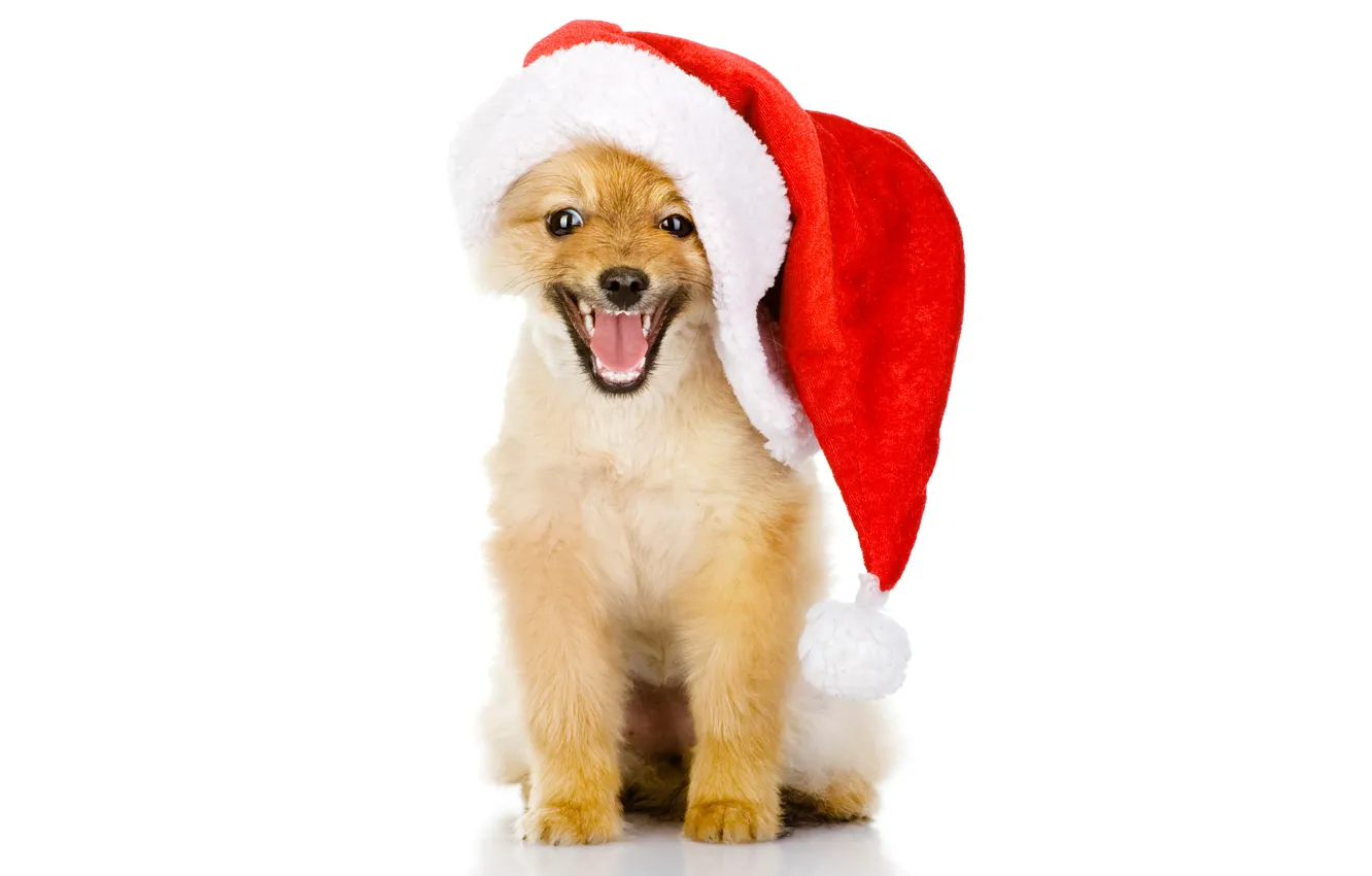 Фото обои животные, красный, праздник, новый год, собака, рыжий, щенок, белый фон