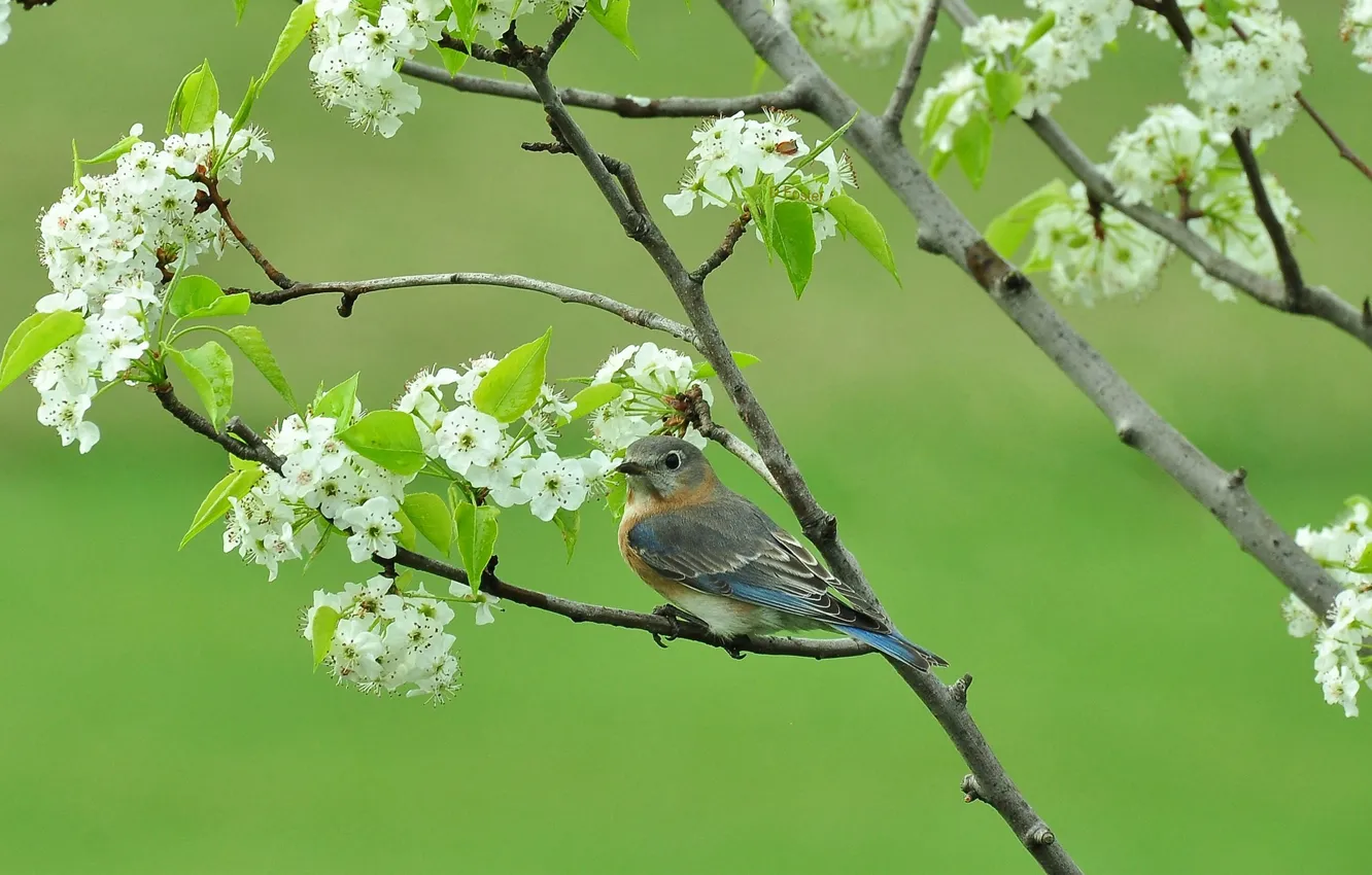 Фото обои ветки, дерево, птица, весна, цветущее