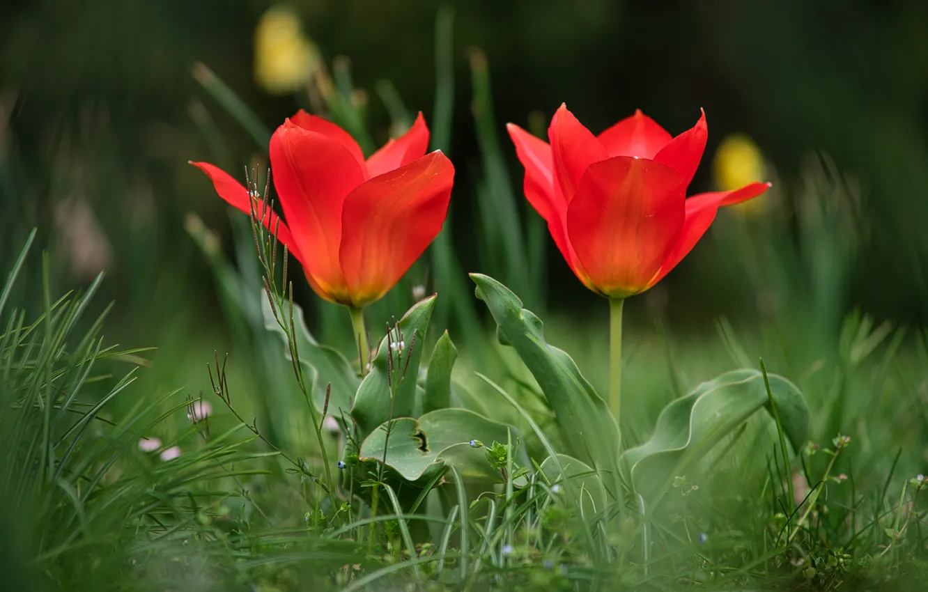 Фото обои цветы, тюльпаны, красные, дуэт, бутоны