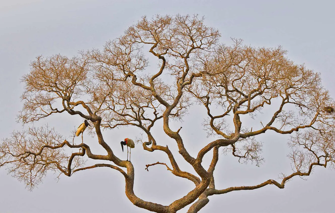 Фото обои дерево, птица, аист, бразильский ябиру