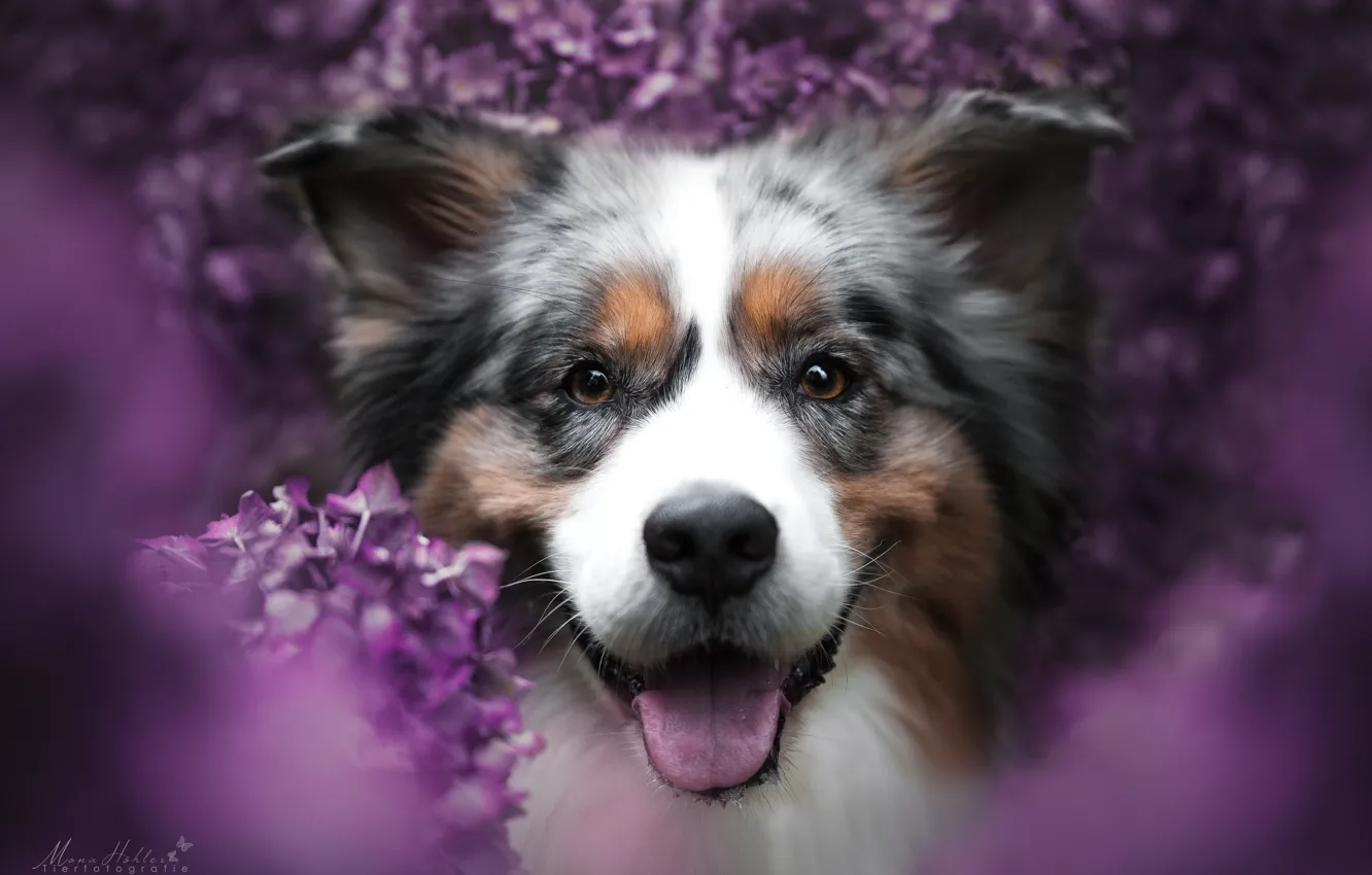 Фото обои взгляд, морда, радость, цветы, улыбка, настроение, портрет, собака