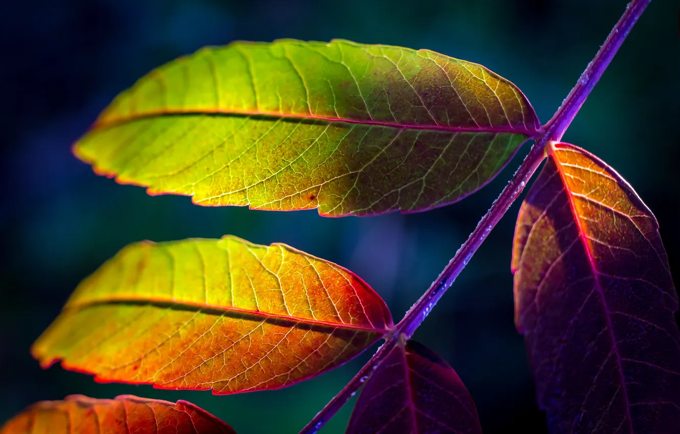 Фото обои осень, макро, лист, краски