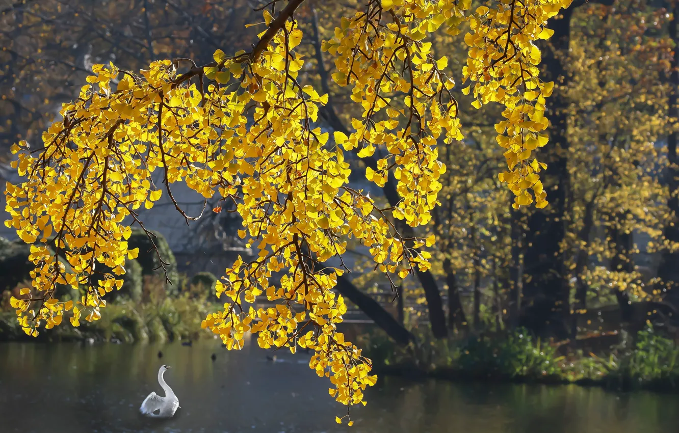 Фото обои осень, белый, свет, пруд, дерево, ветви, птица, берег