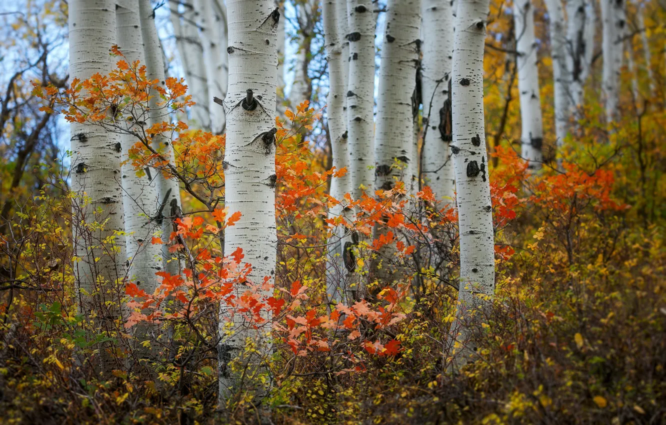Фото обои осень, лес, берёзы